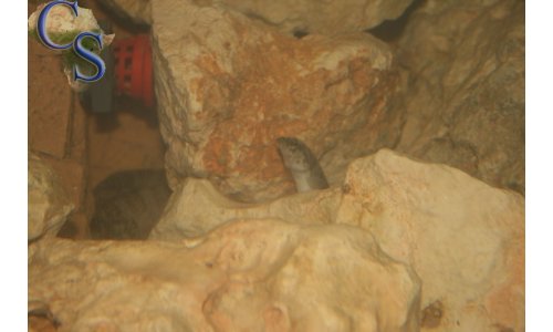 Mastacembelus ellipsifer